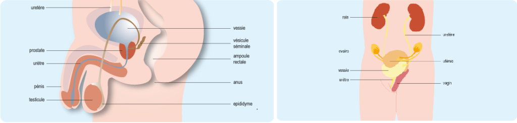 incontinence urinaire personnes âgées incontinence urinaire homme femme